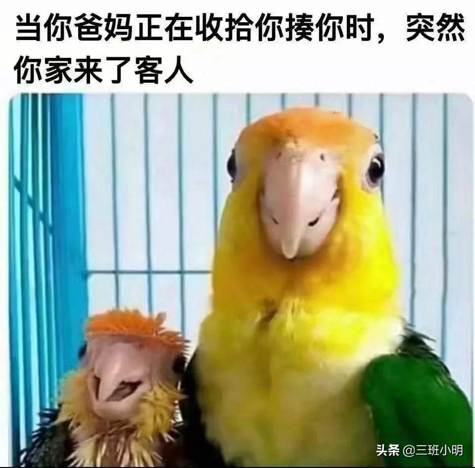 小鸡庄园最新今日探索与发现之旅